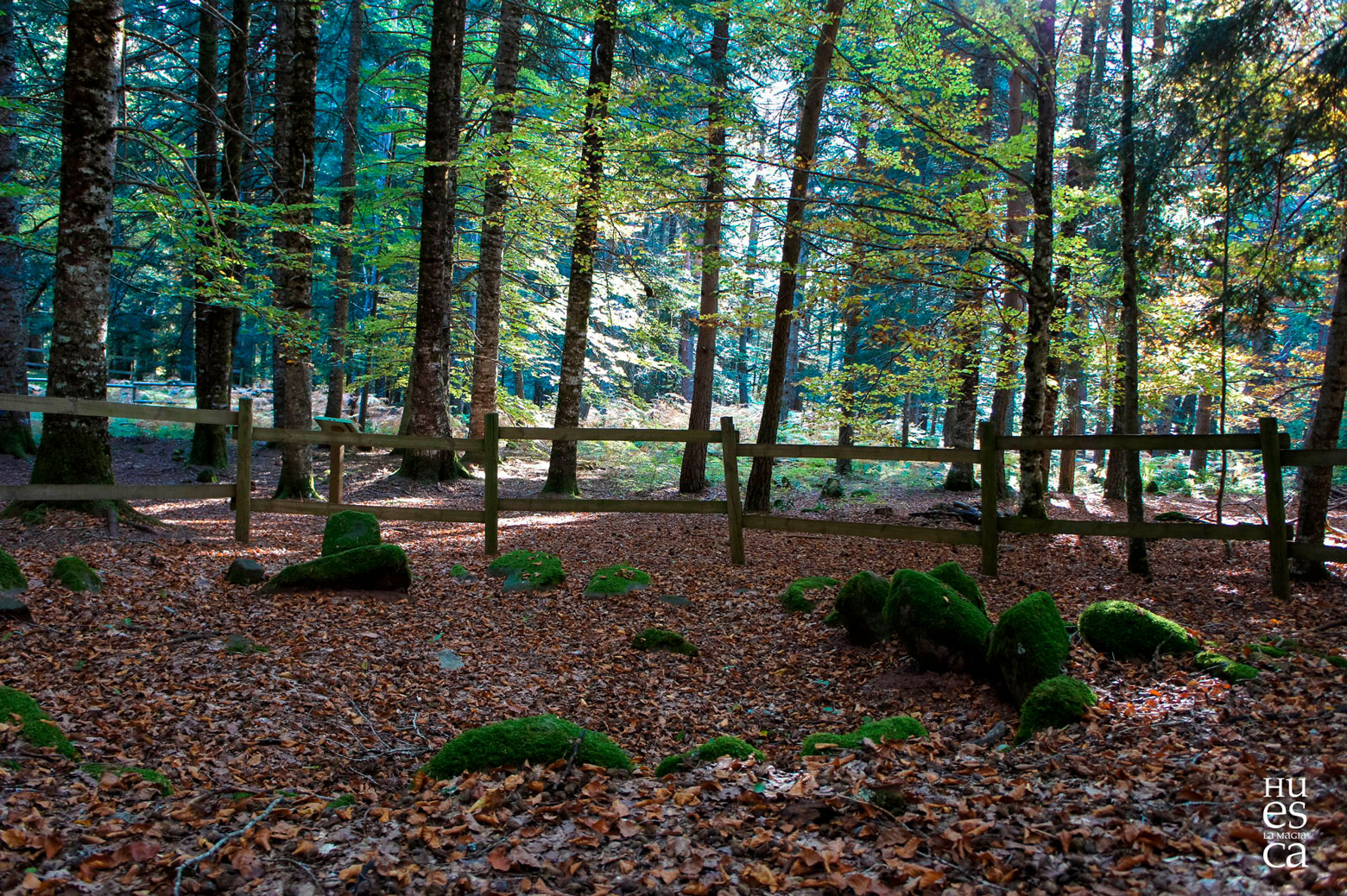 Conjunto megalitico valle de hecho (selva de Oza)